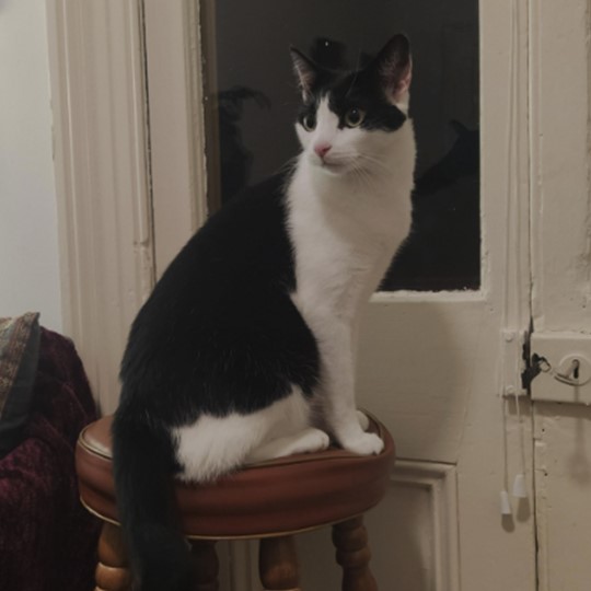  Elton DSH lost 3 march